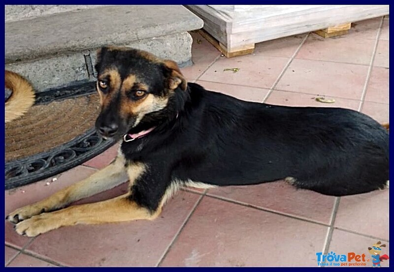 Lilly e argo Bravi un po' Vagabondi - Foto n. 3