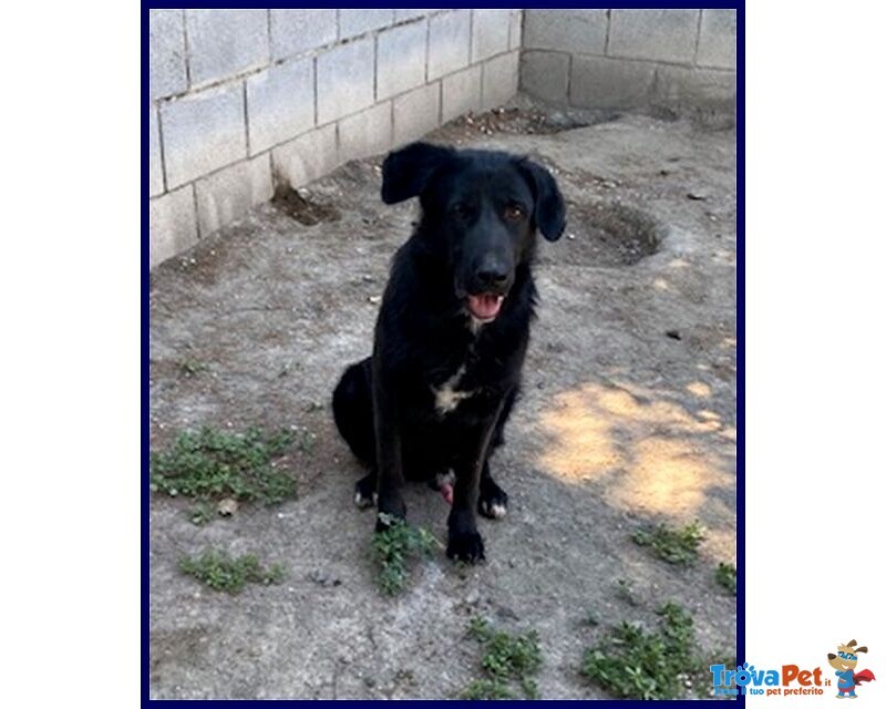 Smog 5anni Dolce e Remissivo! - Foto n. 1