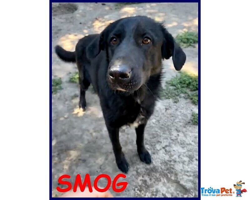 Smog 5anni Dolce e Remissivo! - Foto n. 2