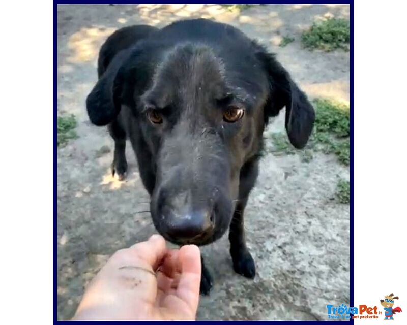 Smog 5anni Dolce e Remissivo! - Foto n. 3