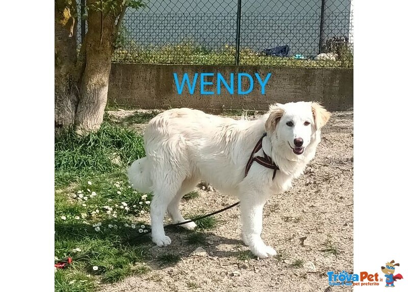 Wendy Giovane Timidina tg Medio Grande - Foto n. 1