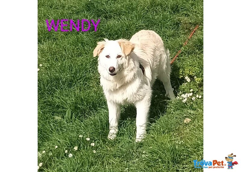 Wendy Giovane Timidina tg Medio Grande - Foto n. 2