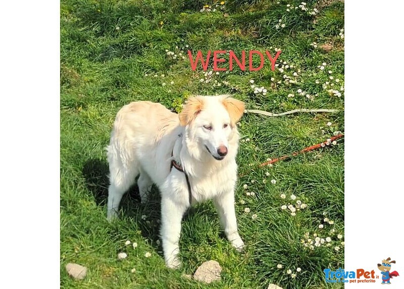 Wendy Giovane Timidina tg Medio Grande - Foto n. 3