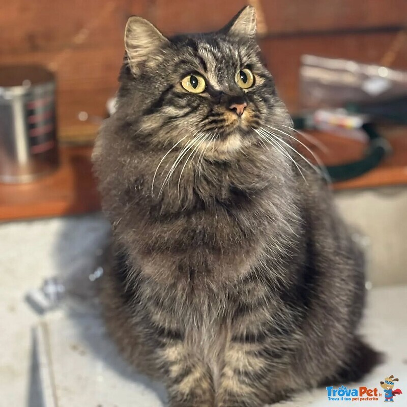 Pina Gattina Dolce e Buona Cerca casa - in Adozione - Foto n. 1