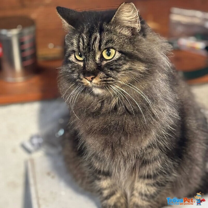 Pina Gattina Dolce e Buona Cerca casa - in Adozione - Foto n. 2