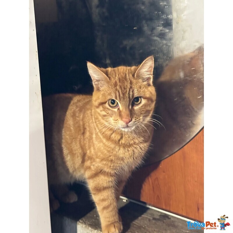 Leone Dolce Gattino Rosso 4 mesi Cerca casa - in Adozione - Foto n. 1