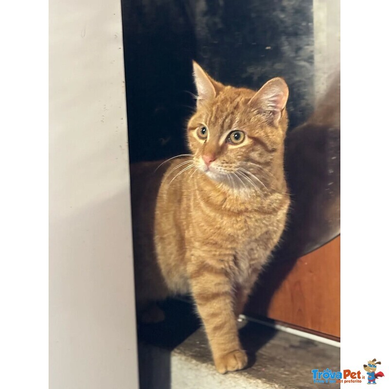 Leone Dolce Gattino Rosso 4 mesi Cerca casa - in Adozione - Foto n. 2