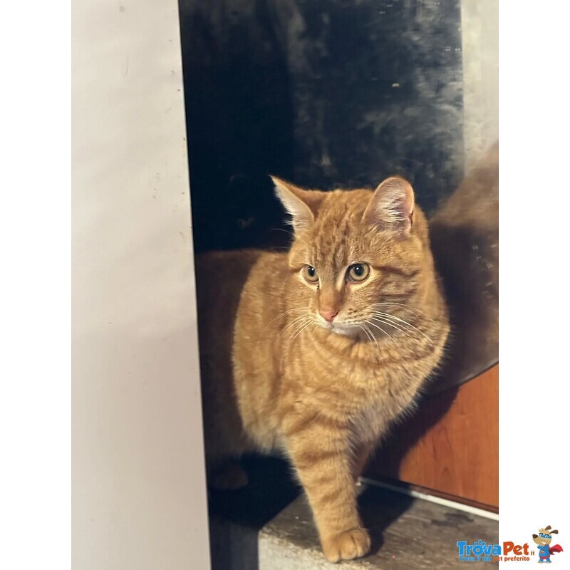 Leone Dolce Gattino Rosso 4 mesi Cerca casa - in Adozione - Foto n. 3