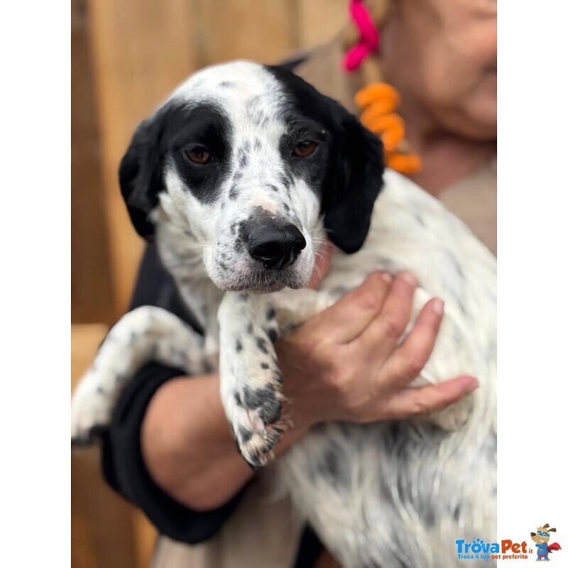 Teresa Dolce Cagnolina 1 anno Cerca casa - 12 Kg - Foto n. 1