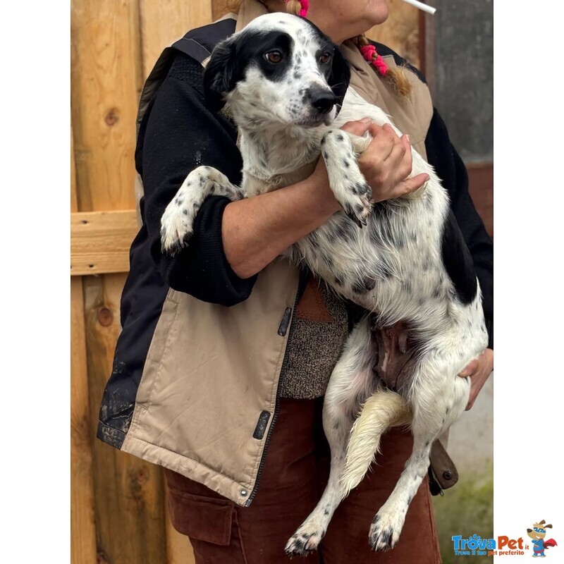 Teresa Dolce Cagnolina 1 anno Cerca casa - 12 Kg - Foto n. 2