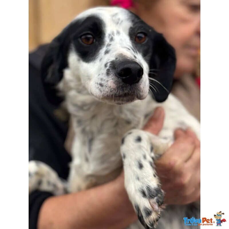 Teresa Dolce Cagnolina 1 anno Cerca casa - 12 Kg - Foto n. 3