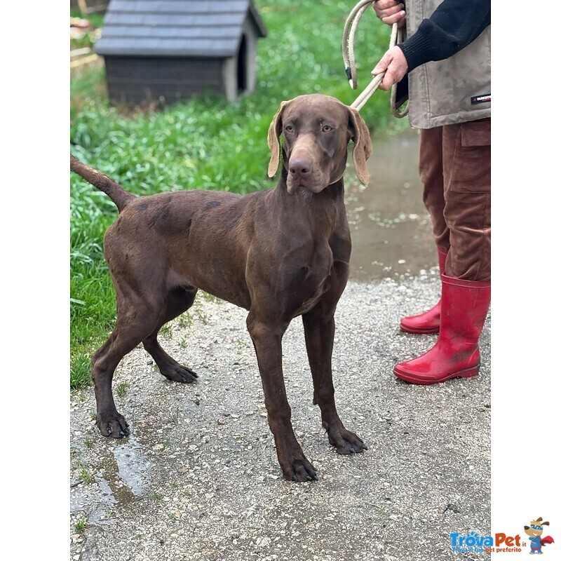 Brando Stupendo Kurzhaar puro 16 mesi Cerca casa - in Adozione - Foto n. 1