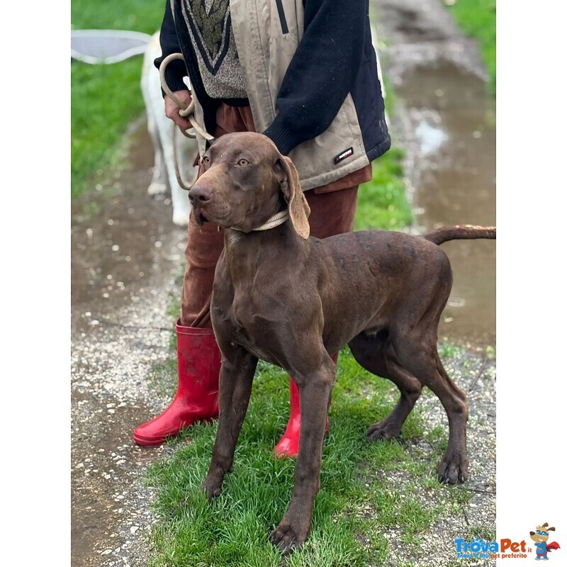 Brando Stupendo Kurzhaar puro 16 mesi Cerca casa - in Adozione - Foto n. 2