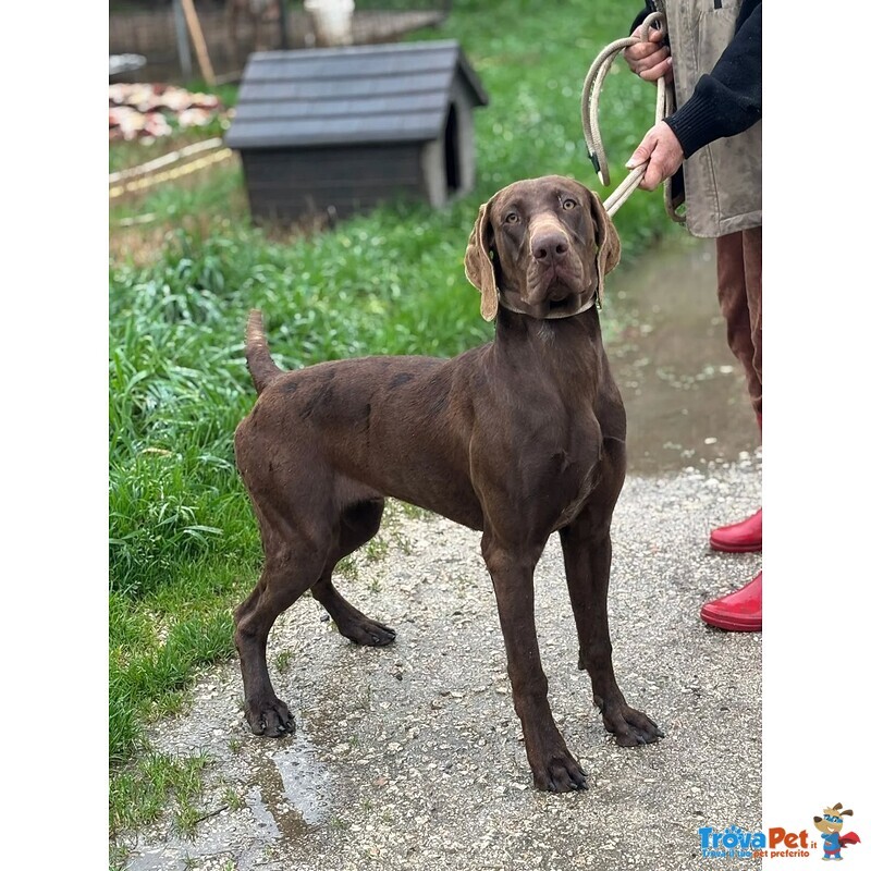 Brando Stupendo Kurzhaar puro 16 mesi Cerca casa - in Adozione - Foto n. 3