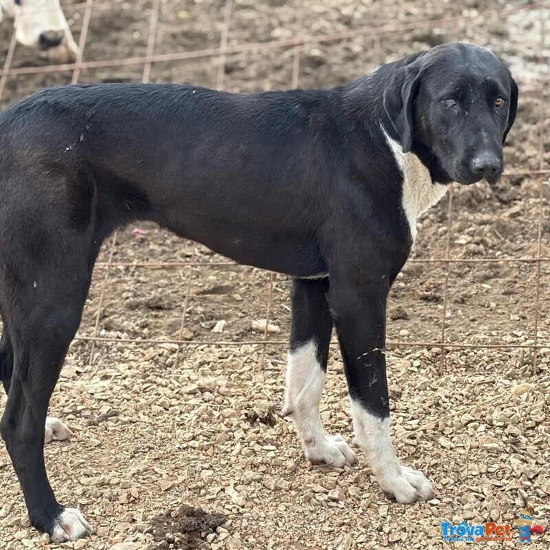 Athena 8 mesi Cerca casa - in Adozione Pastore Dell'asia Centrale - Foto n. 2
