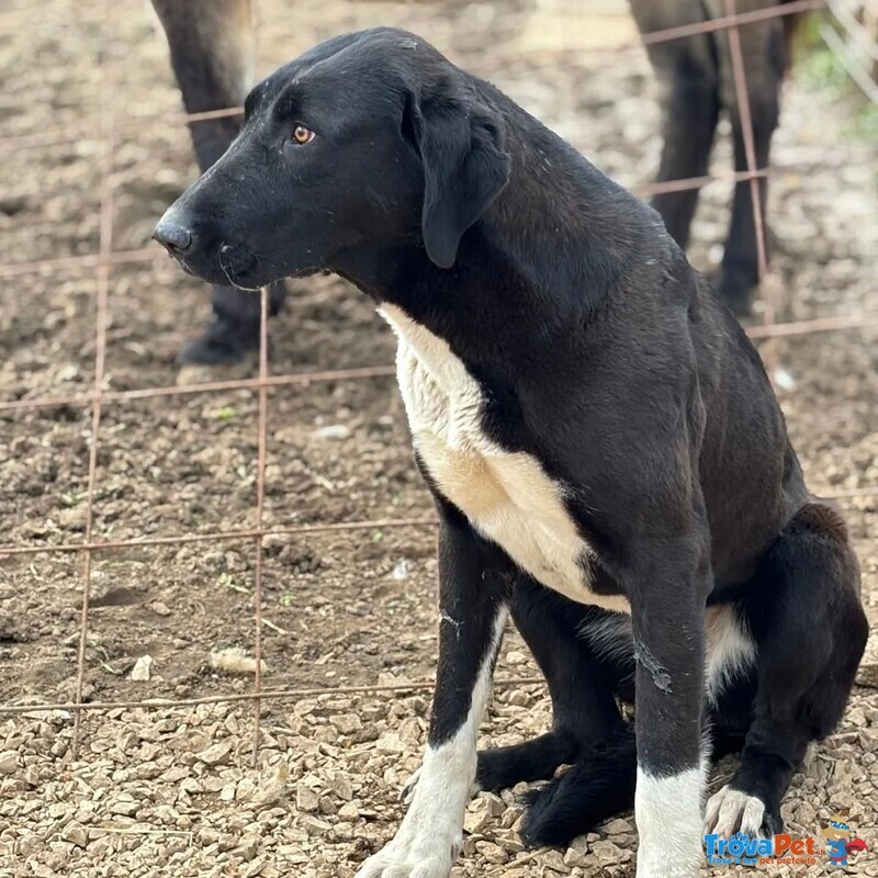 Athena 8 mesi Cerca casa - in Adozione Pastore Dell'asia Centrale - Foto n. 3