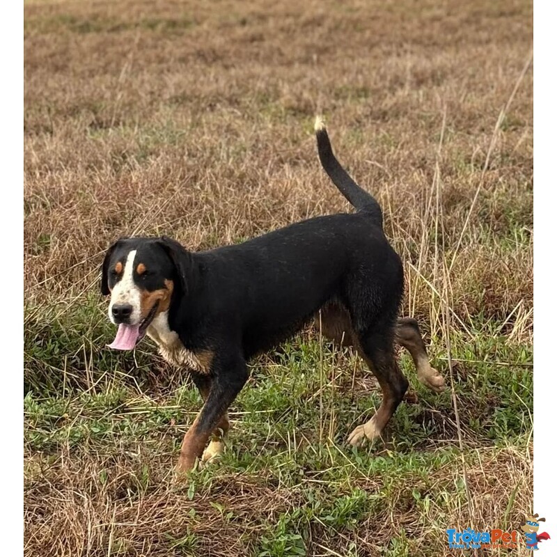 Bella Grande Bovaro Svizzero 9 mesi Cerca casa - in Adozione - Foto n. 2