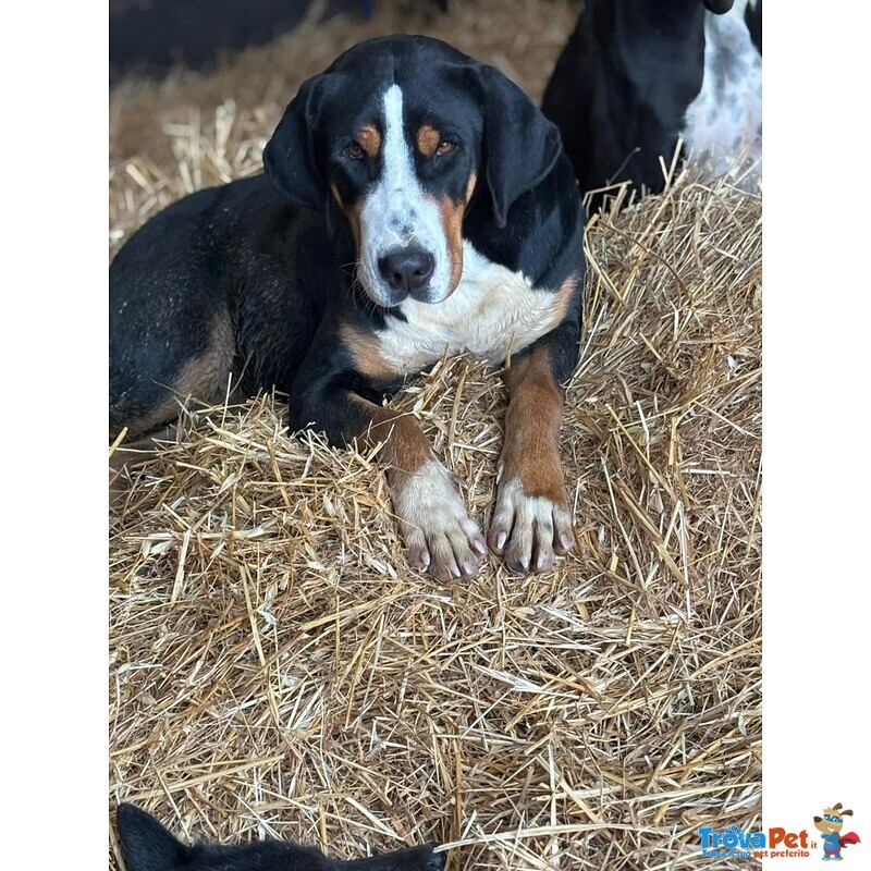 Bella Grande Bovaro Svizzero 9 mesi Cerca casa - in Adozione - Foto n. 3