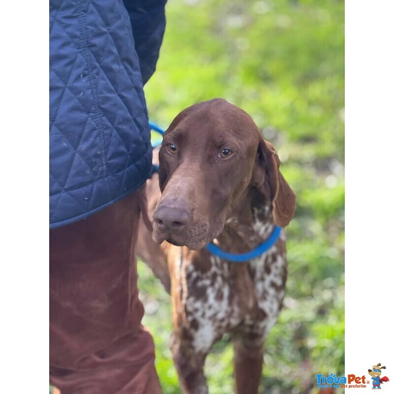 Alberto Bracco Tedesco puro 7 mesi Cerca casa - in Adozione - Foto n. 2