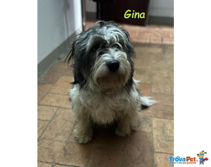 Gina Dolce Giovane Cagnolina - Foto n. 1