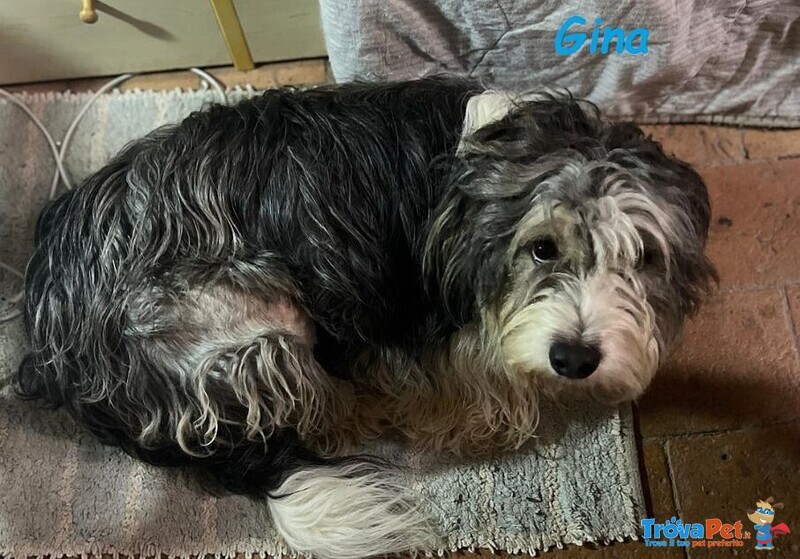 Gina Dolce Giovane Cagnolina - Foto n. 2