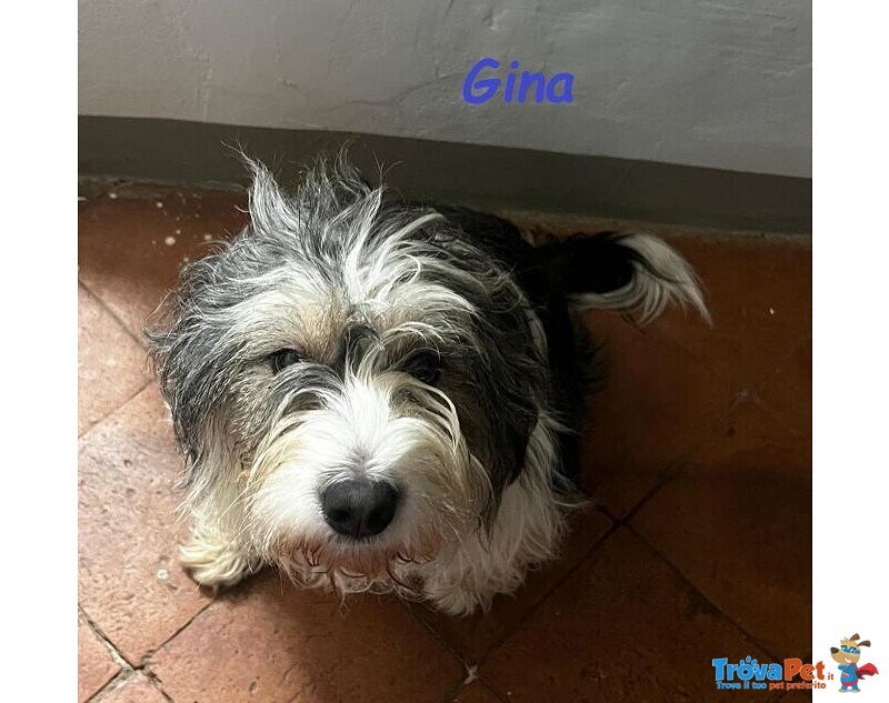 Gina Dolce Giovane Cagnolina - Foto n. 3
