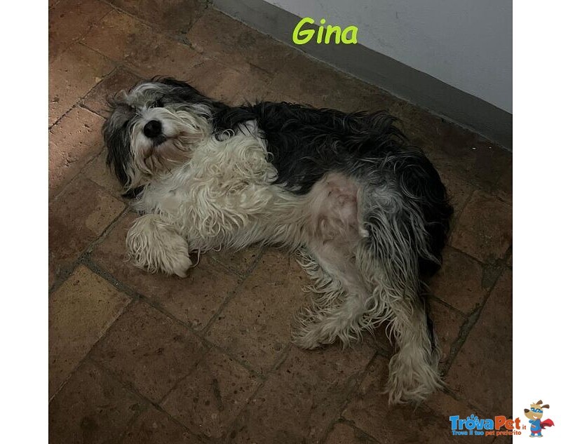 Gina Dolce Giovane Cagnolina - Foto n. 4