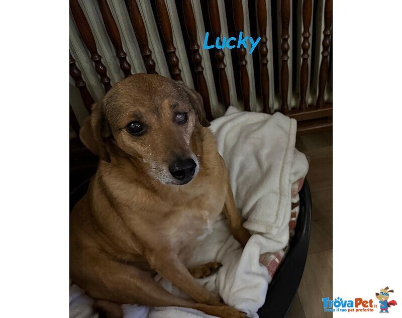 Una casa X Lucky! Buono ed Affettuoso - Foto n. 3