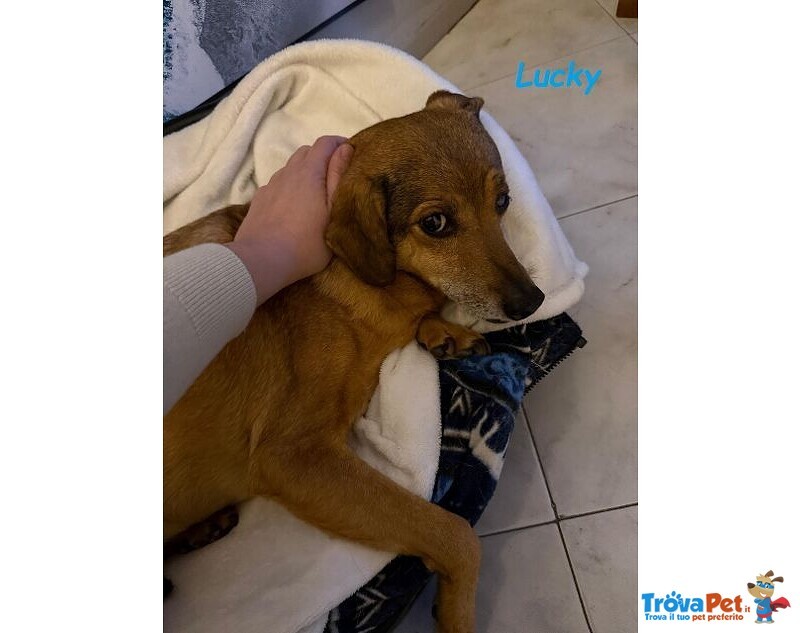 Una casa X Lucky! Buono ed Affettuoso - Foto n. 5