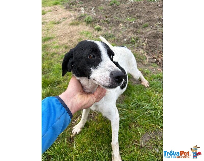 Brina Giovane Simpatica Meticcina - Foto n. 1