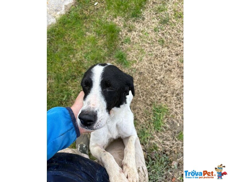 Brina Giovane Simpatica Meticcina - Foto n. 2