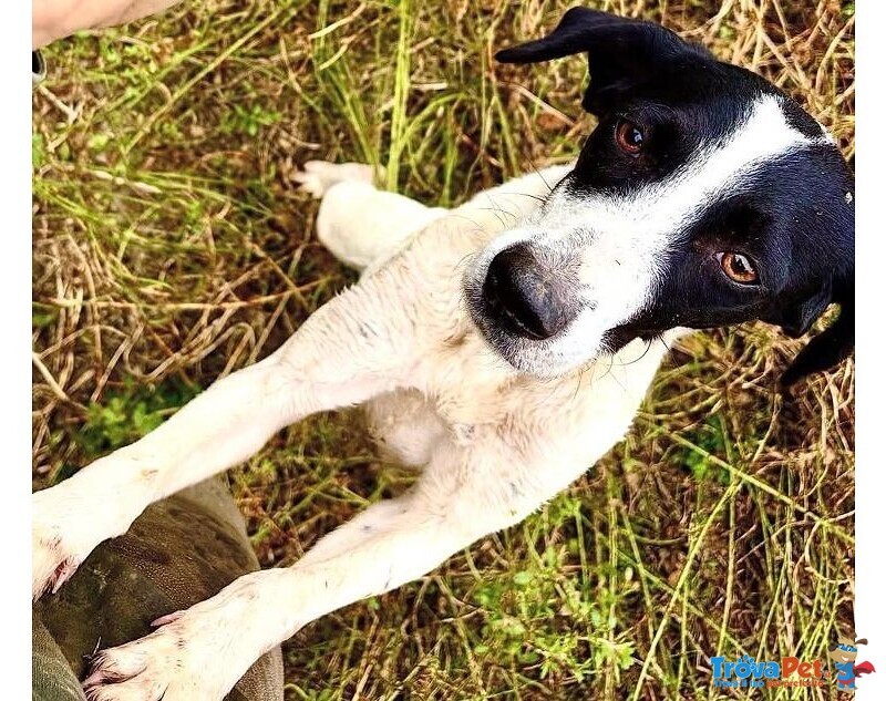 Brina Giovane Simpatica Meticcina - Foto n. 3