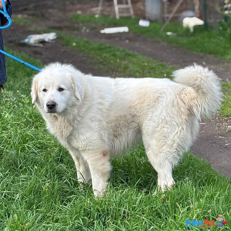 Lucky 5 anni Cerca casa - Rinuncia di Proprietà - Pastore Maremmano Abruzzese in Adozione - Foto n. 2