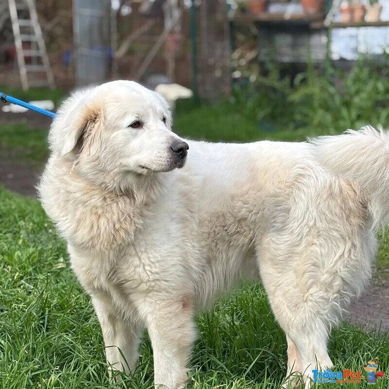 Lucky 5 anni Cerca casa - Rinuncia di Proprietà - Pastore Maremmano Abruzzese in Adozione - Foto n. 3