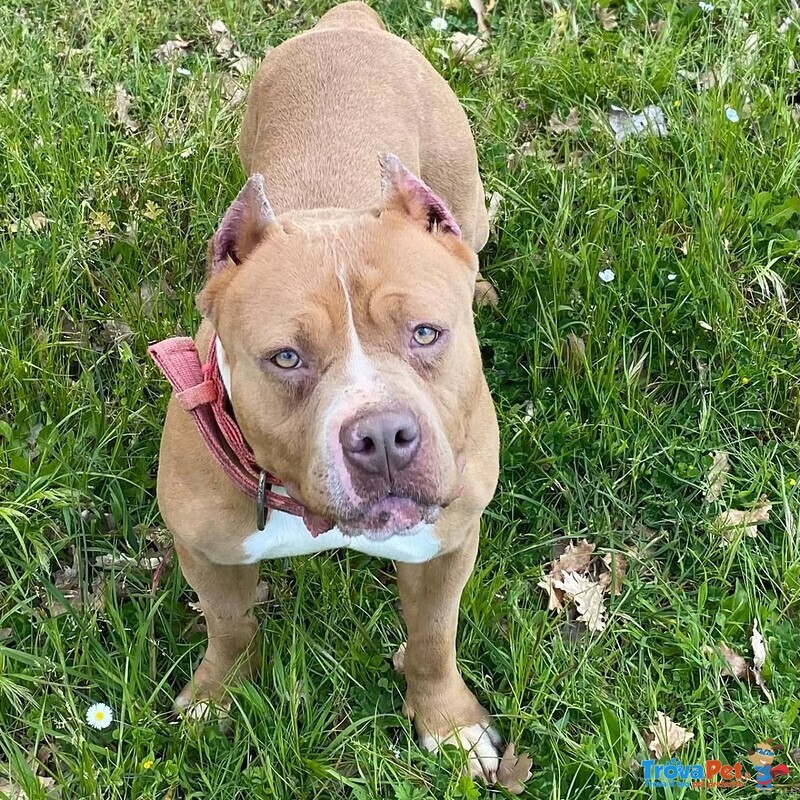Cheyenne American Bully 5 anni Cerca casa - in Adozione - Foto n. 2