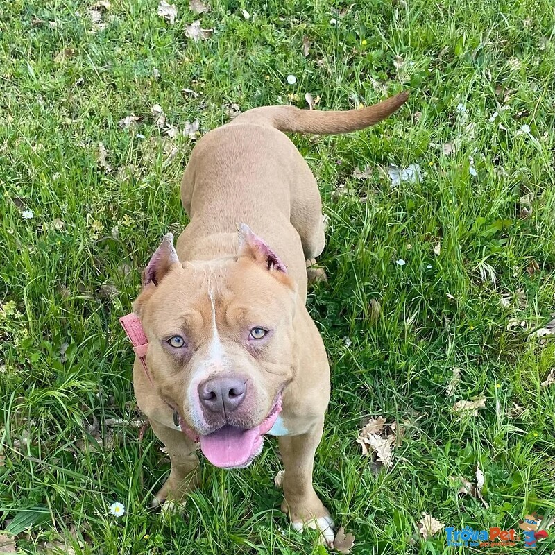 Cheyenne American Bully 5 anni Cerca casa - in Adozione - Foto n. 3
