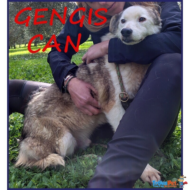 Gengis can Nonnino da Sempre in Gabbia - Foto n. 2