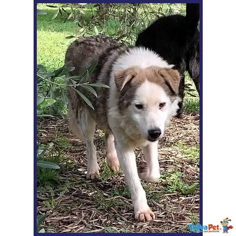 Gengis can Nonnino da Sempre in Gabbia - Foto n. 3