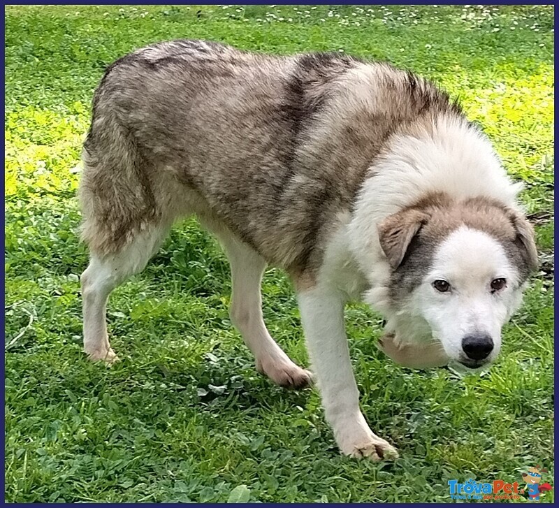 Gengis can Nonnino da Sempre in Gabbia - Foto n. 4
