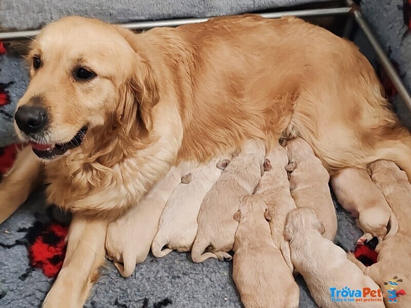 Golden Retriever con Pedigree - Foto n. 2