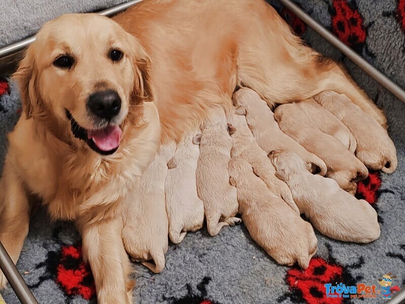 Golden Retriever con Pedigree - Foto n. 1