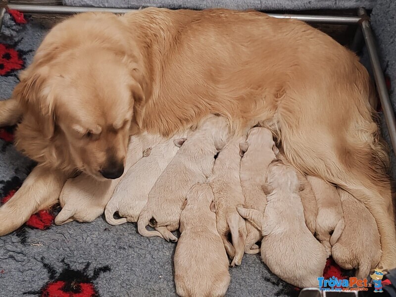 Golden Retriever con Pedigree - Foto n. 3