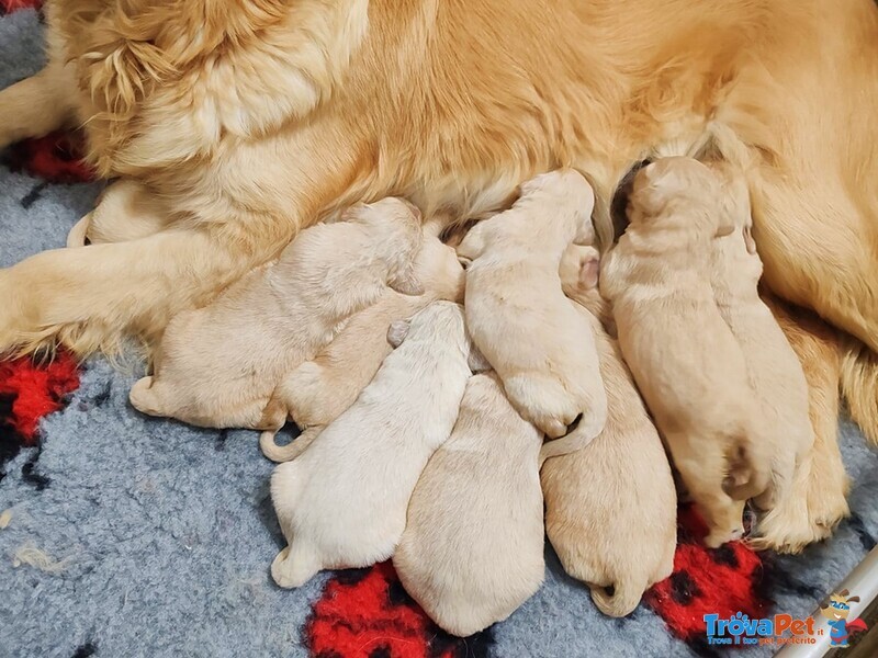 Golden Retriever con Pedigree - Foto n. 4