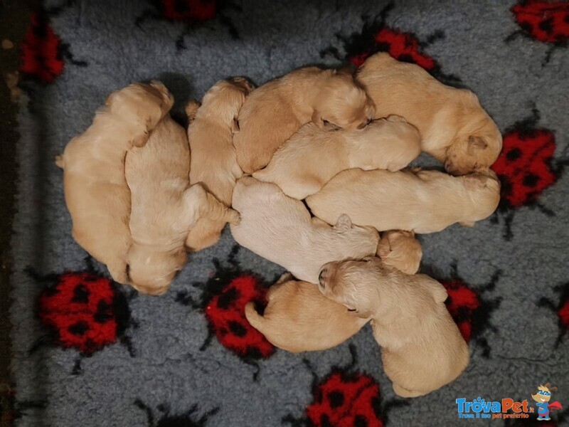 Golden Retriever con Pedigree - Foto n. 5