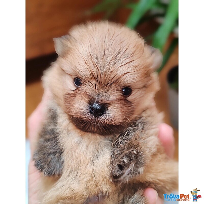 Spitz Pomerania Maschietti con Pedigree Reggio Emilia - Foto n. 1