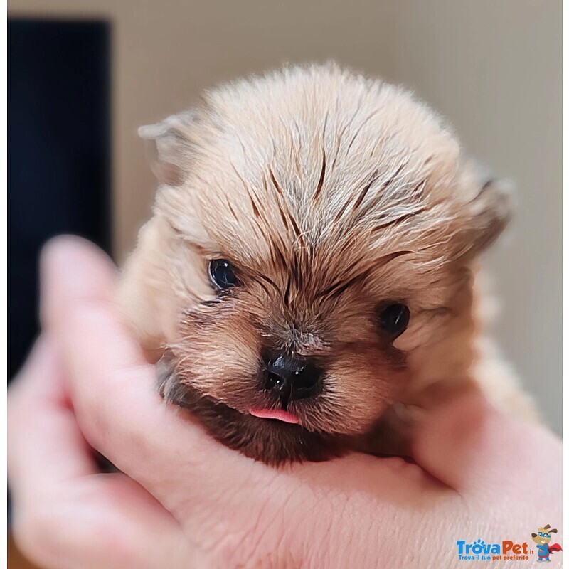 Spitz Pomerania Maschietti con Pedigree Reggio Emilia - Foto n. 2