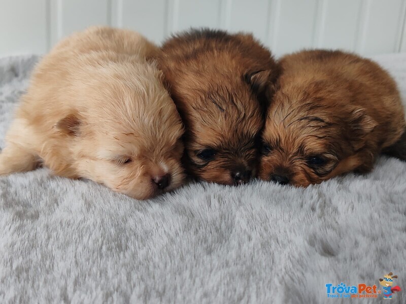 Spitz Pomerania Maschietti con Pedigree Reggio Emilia - Foto n. 3