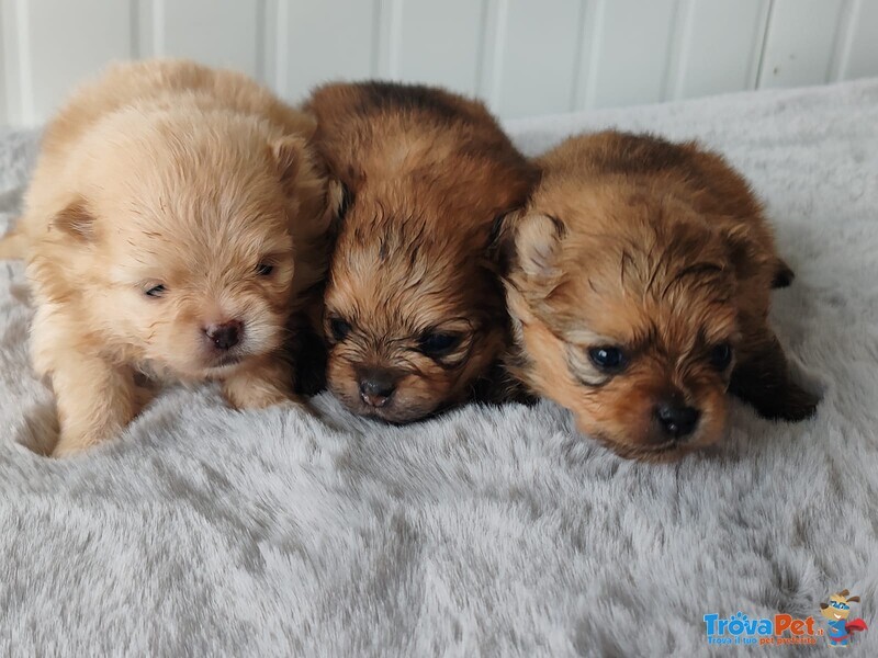 Spitz Pomerania Maschietti con Pedigree Reggio Emilia - Foto n. 4