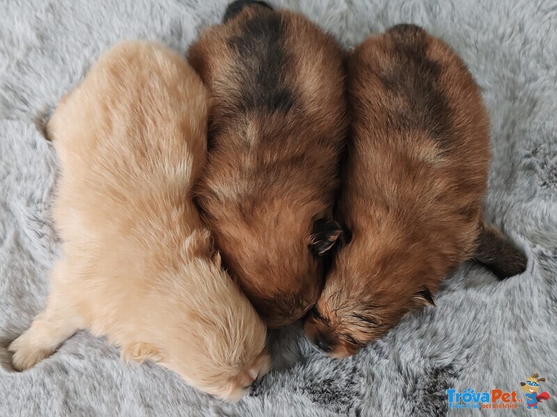 Spitz Pomerania Maschietti con Pedigree Reggio Emilia - Foto n. 5