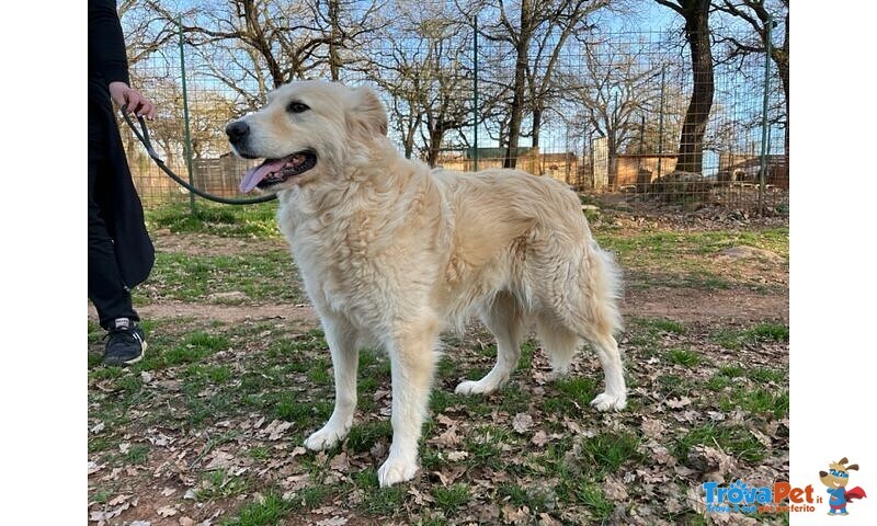 Vaniglia 5anni una Bella Timidina - Foto n. 1